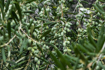 Detail of olive tree branch. Closeup of green olives fruits and leaves with selective focus and shallow depth of field, outdoors