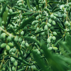 Detail of olive tree branch. Closeup of green olives fruits and leaves with selective focus and...