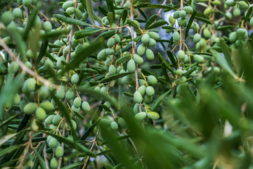 Detail of olive tree branch. Closeup of green olives fruits and leaves with selective focus and...