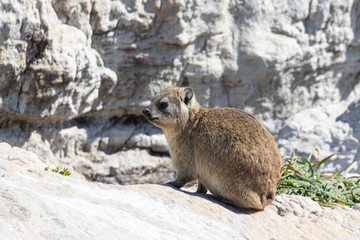 Fototapeta premium Cape Hyrax (Rock Rabbit, Rock Hyrax, Dassie), Procavia capensis, Stony Point Nature Reserve, Betty's Bay, South Africa on guano covered rocks 