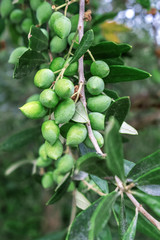 Detail of olive tree branch. Closeup of green olives fruits and leaves with selective focus and shallow depth of field, outdoors