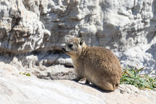 Cape Hyrax (Rock Rabbit, Rock Hyrax, Dassie), Procavia capensis, Stony Point Nature Reserve, Betty's Bay, South Africa on guano covered rocks 