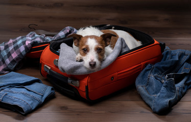 dog travel. Jack Russell Terrier with a suitcase, going on a trip.