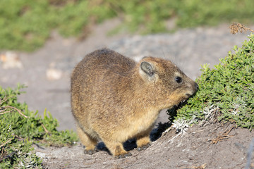 Cape Hyrax (Rock Rabbit, Rock Hyrax, Dassie), Procavia capensis, Stony Point Nature Reserve, Betty's Bay, South Africa foraging on coastal vegetation