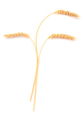 Bunch of ripe wheat ears.
