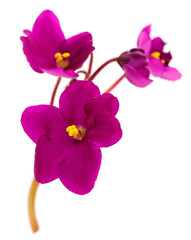 Naklejka na ściany i meble Violets beautiful flowers, background.
