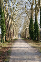 tree Lined road