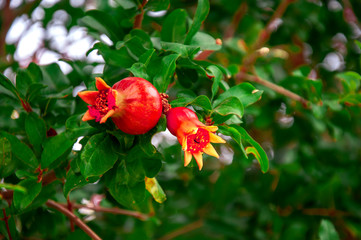 Pomegranate ripens from a flower on a tree branch. A few fruits. Ripening in clear sunny weather.