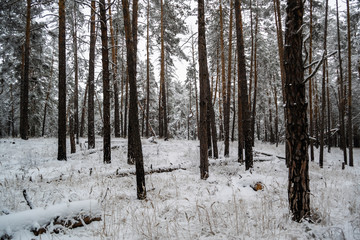 Fototapeta premium Pathway in snow covered pine forest with tall trees during winter day