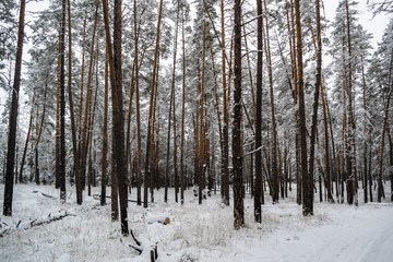 Pathway in snow covered pine forest with tall trees during winter day