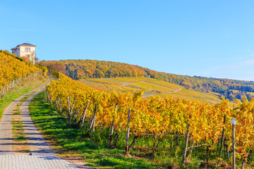     Herbstlicher Rheingau, Rauenthaler Nonnenberg, 3.11.2018. 