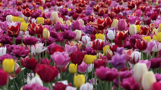 Field of colorful tulip flowers. Royalty free stock footage for your travel, holiday, business, news, art projects.