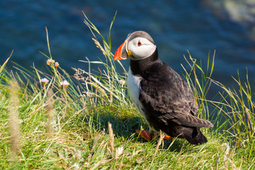 Puffins