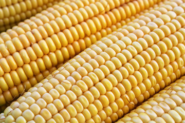 corn on the cob, close up view