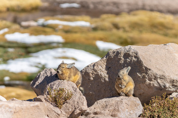 Viscacha Andes rodents sunbathing over the rocks at Andes mountains Altiplano meadows, a tranquil wild life scene in the outdoors. Amazing seeing the animals in the wild with its freedom and peace
