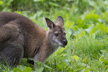 kangaroo in grass