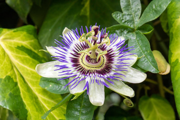 Close up view of beautiful violet Passiflora flower