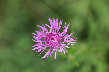 Close up view of beautiful wild flower