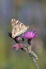 close up of butterfly on flower