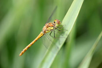 close up of a dragonfly on leaf