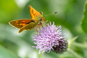 close up of Skipper butterfly on flower
