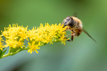 close up of insect on flower