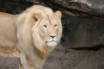 Close up of big lion in jungle
