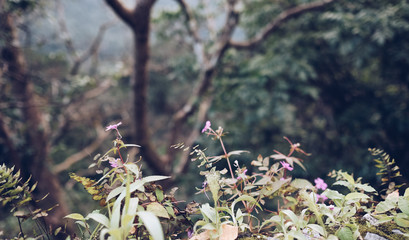 flowers on a tree