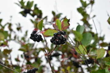 The fruits of mountain ash in autumn on a background of greenery.