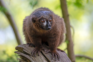 Red bellied Lemur on the tree