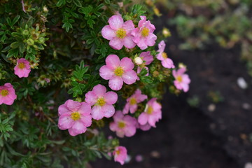 Flowers shrubby Potentilla lovely pink. - obrazy, fototapety, plakaty