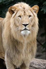 Close up of big lion in jungle