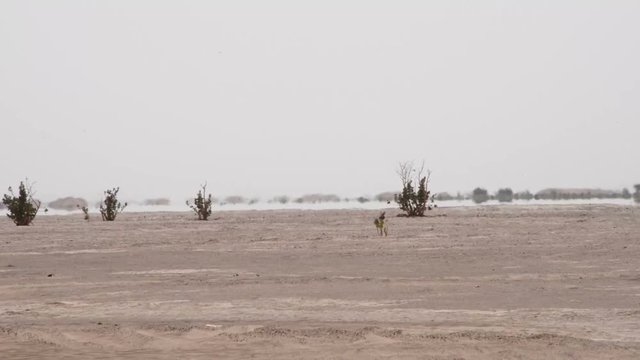 A mirage far away in the horizon with poisonous merzouga calotropisprocera calotropis desert plant bushes in the sahara desert in Morocco.