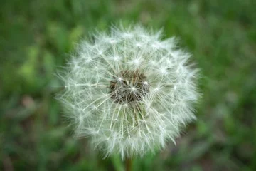 Fototapeten dandelion on background of green grass © LINDA