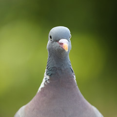 Grey ring dove bird on green background