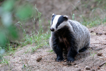 close up of cute badger