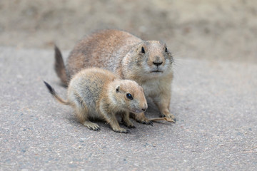 Prairie dog mother with child