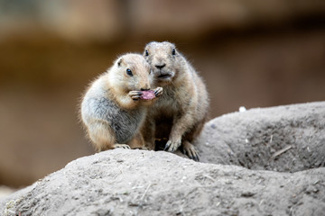 Prairie dog mother with child