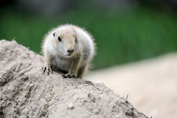 Prairie dog youngster