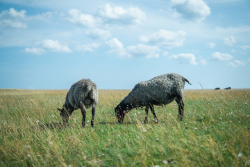 Sheeps feeding on a green field in the Swedish summertime. Österlen, Sweden