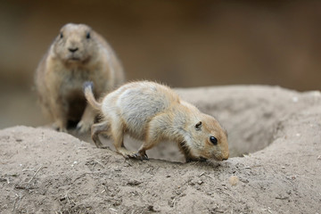 Prairie dog mother with child