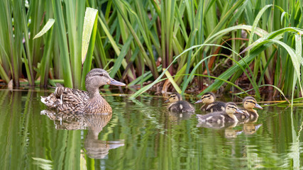 Duck mother with her ducklings in the water between water lilies