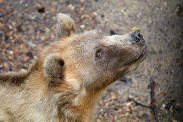 Brown bear close-up portrait