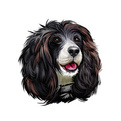 Russian Spaniel dog portrait isolated on white. Digital art illustration for web, t-shirt print and puppy food cover design. Rosyjski Spaniel, cross breeding English Cocker and Springer Spaniels.