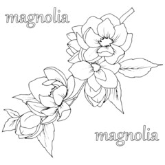picture in black and white, a branch with flowers and leaves of Magnolia