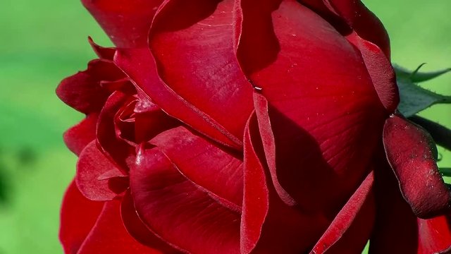 Eine edle rote Rosenbl&uuml;te in Gro&szlig;aufnahme bewegt sich im Wind