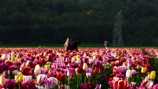 Tulip flowers. Panoramic view on field of mixed red, orange, yellow and pink blooming blossoms. West Canada, British Columbia.Stock footage for travel, holiday, business, news, art projects.