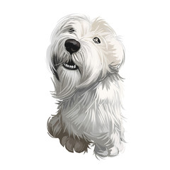 Sealyham Terrier toy god, pet of small size watercolor portrait digital art. Hand drawn domestic animal with long haired coat canine purebred