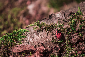 Firebug on the tree with moss