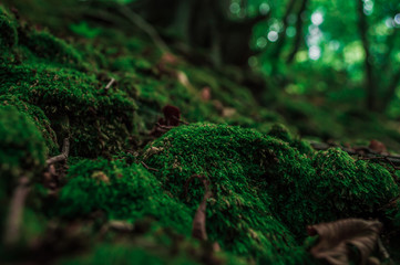 Green moss close-up in the forest